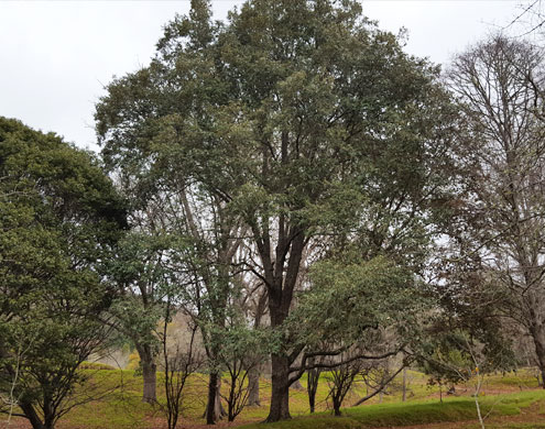 First Himalayan Oak planted in NZ, Eastwood Hills Arboretum - where it all begun. Planted by founder of Eastwood Hill, Douglas Cook.